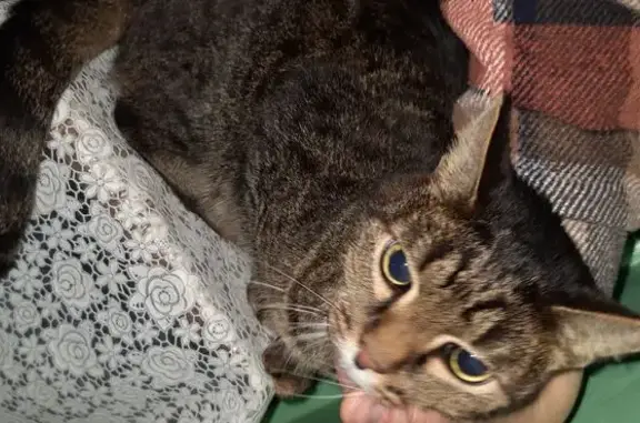 Найдена кошка, Трёхгорный, фото: Найдена кошка, ул. Строителей, 25