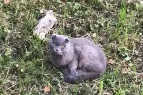 Кошка найдена: ул. Растопчина, 31, Владимир