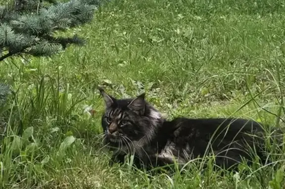 Кошки потеряшки, Ильинский, фото: Потеряшка мейнкун, ул. Ухтомского, 23, Ильинский