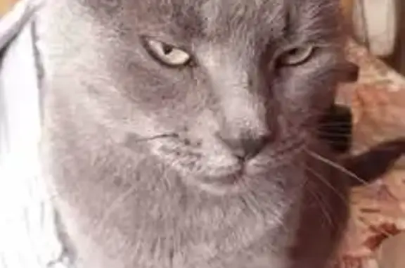 Кошки потеряшки, Волгодонск, фото: Потеряшка кошка, Вольная ул. 5, Волгодонск