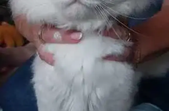 Кошки потеряшки, Красноярск, фото: Кошка пропала, Новгородская 10, Красноярск