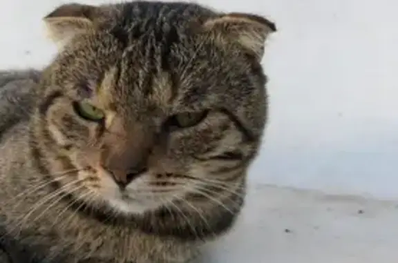 Пропала кошка, ул. Маяковского, Черкесск