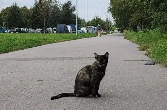 Найдена кошка, Колпино, фото: Кошка найдена: Заводской пр., 32, Колпино