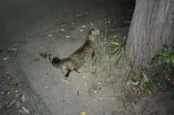 Найдена кошка, Копейск, фото: Найдена кошка на ул. Томилова, 13, Копейск