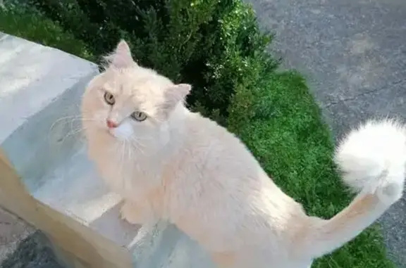 Найдена кошка, Московская область, фото: Кошка найдена: Поварово, МО