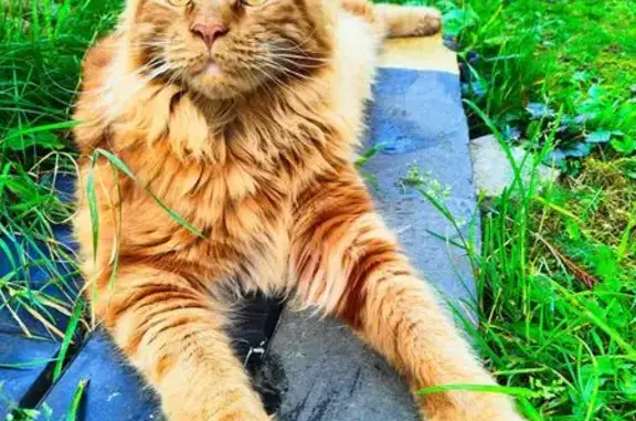 Пропала кошка, Александровское шоссе