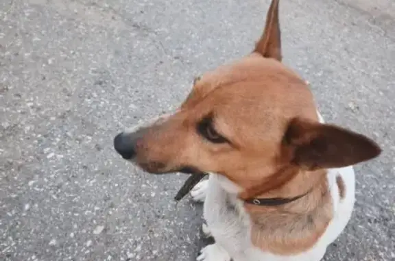 Найдена собака, Новочебоксарск, фото: Найдена собака, ул. 10-й Пятилетки, 24