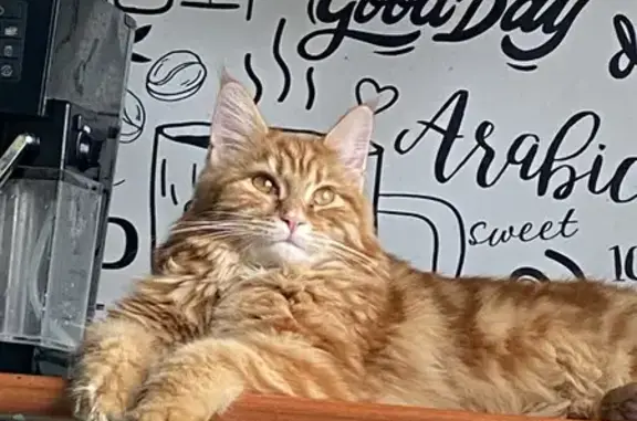 Кошки потеряшки, Новосибирск, фото: Потеряшка кошка, Первомайская 164, НСК