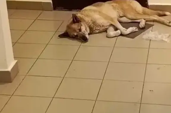 Собака найдена в подъезде, Самарцева 177