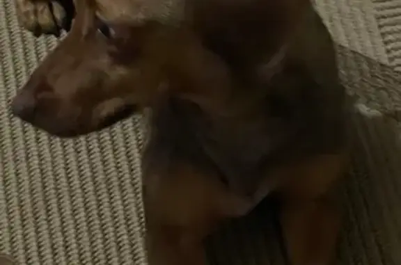 Такса найдена: ул. Гагарина, 58, Челябинск