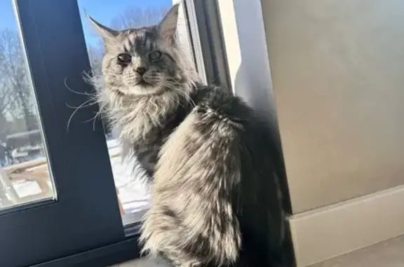 Кошки потеряшки, Александров, фото: Потеряшка кошка, Владимирская ул., Александров