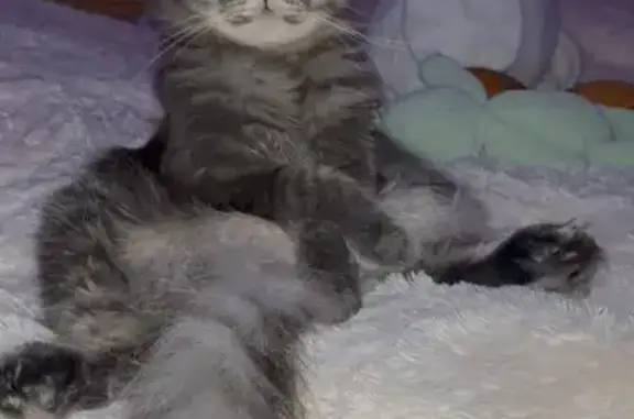 Кошки потеряшки, Волгоград, фото: Потеряшка кот Йося, Латошинская ул., Волгоград