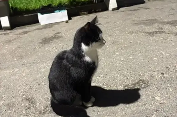 Найдена кошка, Ноябрьск, фото: Кошка найдена, ул. Республики, Ноябрьск