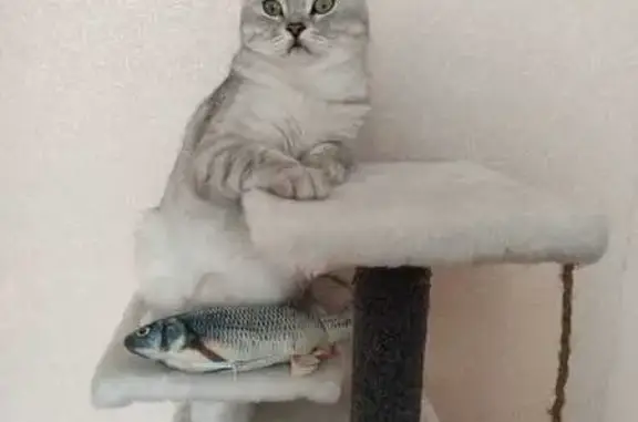 Пропала кошка, Верхняя ул. 30, Колтуши