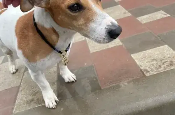 Пропала собака, ул. Отдыха, Волгодонск