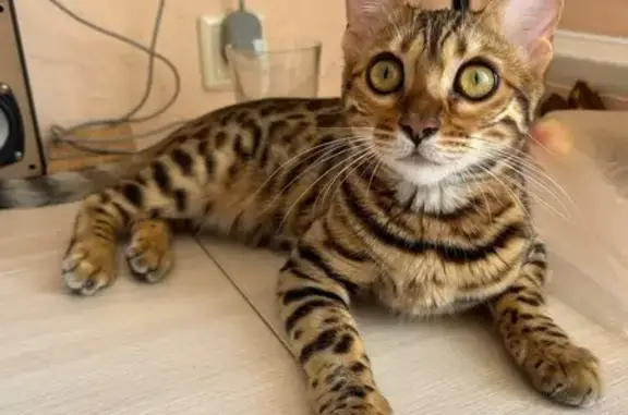Кошки потеряшки, , фото: Потеряшка бенгальская кошка, ул. 8 Марта, 2А