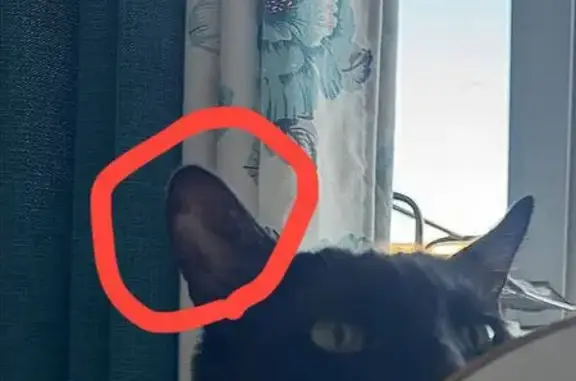 Кошки потеряшки, Республика Бурятия, фото: Потеряшка черный кот, 101 квартал, Улан-Удэ