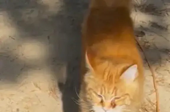 Кошки потеряшки, , фото: Потеряшка рыжая кошка, Сургут, Югра