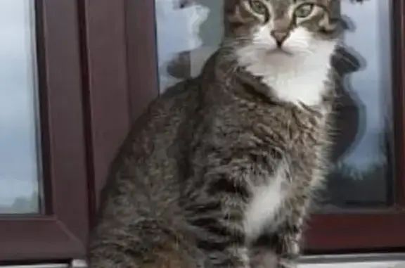 Кошки потеряшки, Вологодская область, фото: Потеряшка серая кошка, Вологодская обл.