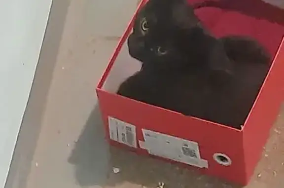 Найденные животные Нижний Тагил, фото: Кошка найдена: ул. Ермака, 18, Н. Тагил