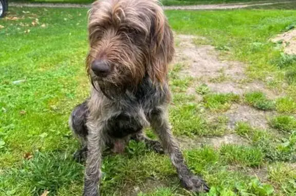 Жуков, Калужская обл.: найдена собака