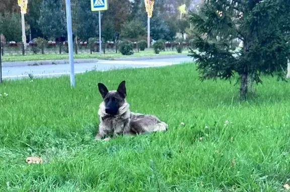 Найдена собака, Красноярский край, фото: Собака найдена: Минусинск, Красноярск