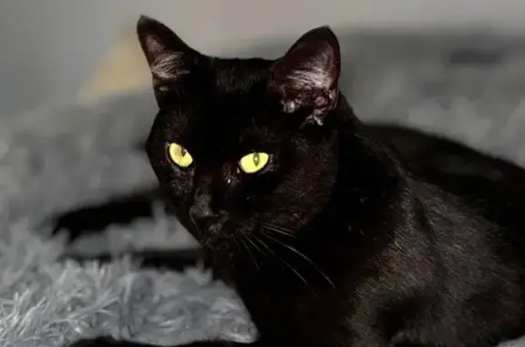 Пропала кошка: 73, Московская область