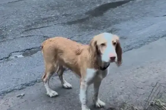Собаки потеряшки, Комарово (санкт-петербург), фото: Потеряшка кокер в лесу Комарово-Ленинское