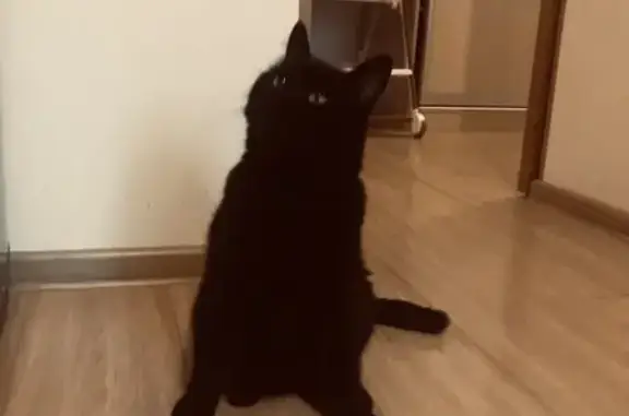 Кошки потеряшки, Калужская область, фото: Потеряшка кошка, Ягодная ул., Калужская обл.