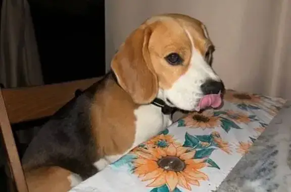 Собаки потеряшки, Тюменская область, фото: Потеряшка собака в районе д. Падерина