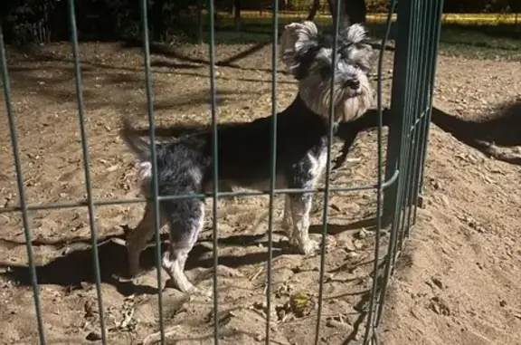 Йоркширский терьер найден на Зеленодольской