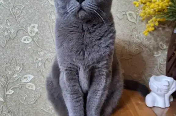 Пропал кот Тайсон, Умара Алиева 22, Черкесск