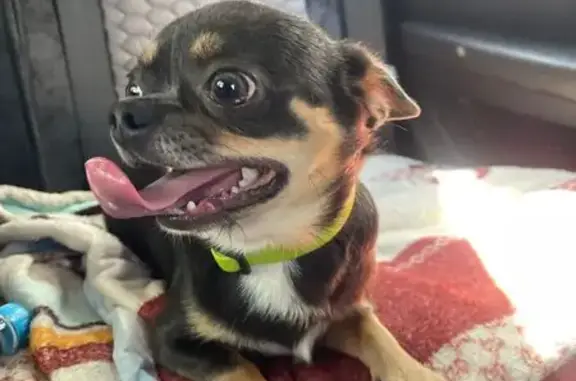 Пропал чихуахуа, Хмельницкое, 67К-5