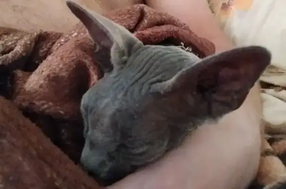 Найдена кошка, Широчанка, фото: Кошка найдена: Широчанка, Краснодарский край