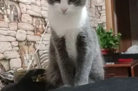 Пропала кошка, ул. Чайковского, Магнитогорск