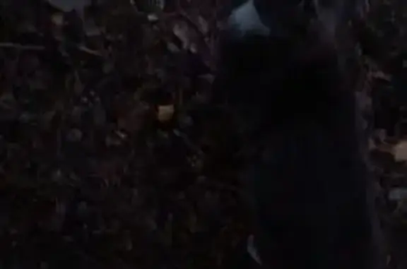 Найдена кошка, Полянское сельское поселение, фото: Кошка найдена: Полянское сельское поселение