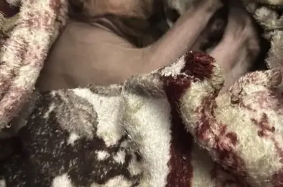 Кошки потеряшки, Брянская область, фото: Потеряшка кошка Сфинкс, Брянская обл.