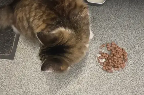 Найдена кошка, городской округ Сургут, фото: Кошка найдена: Билецкого 6, Сургут