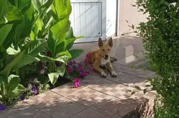 Пропала собака, Орск, ул. Новая Биофабрика, 81