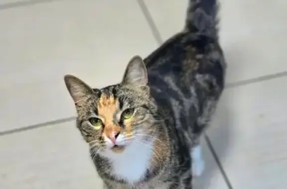 Найдена кошка, Колпино, фото: Кошка найдена: Заводской пр., 18, Колпино