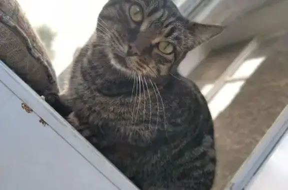 Найдена кошка, Омск, фото: Кошка найдена, ул. Иртышская наб. 36