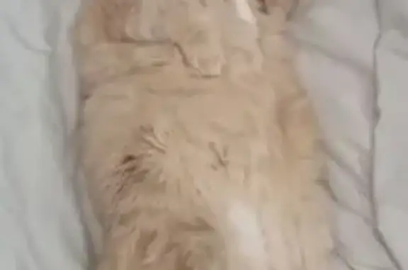 Пропал рыжий кот, Кленовая ул. 17, Павловск