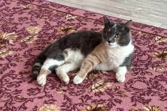 Пропала кошка, Заводская ул., Городец