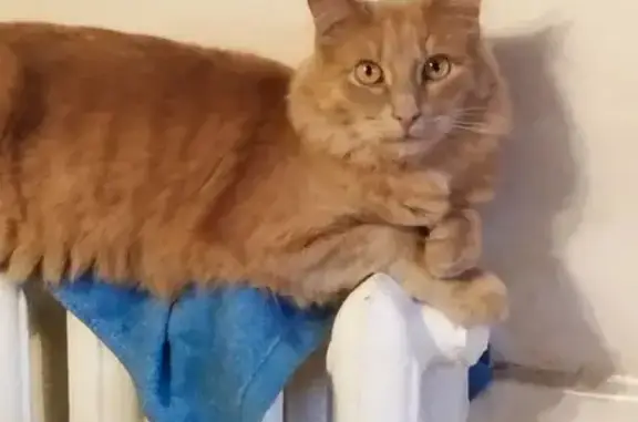 Кошки потеряшки, Ставрополь, фото: Потеряшка кошка, ул. Калина Красная 6, Ставрополь