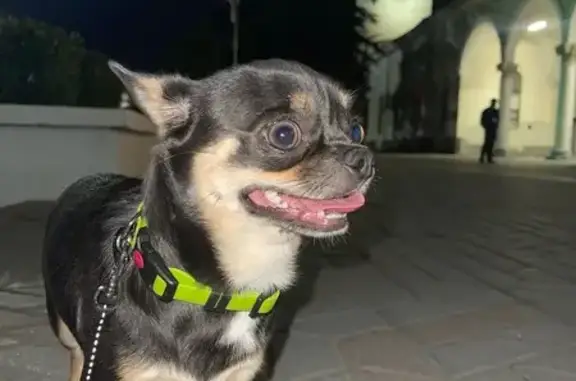 Пропала собака у памятника, Хмельницкое