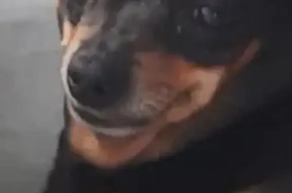 Пропала собака на Пролетарской, 189, Киров