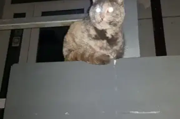 Найдена кошка, Петрозаводск, фото: Кошка у парикмахерской на Мерецкого, 10