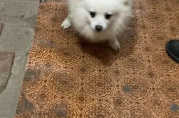 Собака найдена: ул. Максимовского 15, Тула