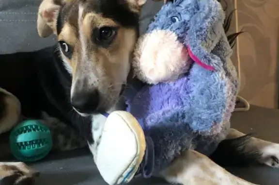 Собаки потеряшки, Нижний Новгород, фото: Потеряшка собака, Зеленодольская 39, НН