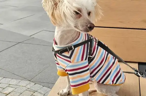 Собаки потеряшки, Санкт-Петербург, фото: Потеряшка собака на Загребском бульваре, 30